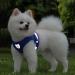 Buy Reflective Soft Padded Dog Harness & Cat Dishes for Small Dogs - Air-Mesh Leash Included | Perfect Fit for Puppies & Cats (Chest 29-33cm) - Blue - Buy Online on SooperMarket.com