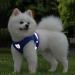 LOOK ANDES Small Dog Doucher - Reflective Soft Padded Dog Dish & Air-Mesh Harness (Chest 35-39cm) - Ideal for Puppies & Cats - International Shipping Available - Buy Online on SooperMarket.com