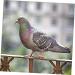 400 Pcs Pigeon Foot Ring Pigeon Supplies Number Baby 1X0.5cmx2pcs Colorfulx2pcs - Buy Online on SooperMarket.com