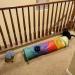 PAOPO 2-Way Collapsible Cat Tunnel Toy with Peek Hole and Ball - Interactive Cat Tube for Indoor Cats, Kittens, and Puppies - Perfect for Play and Chase - Buy Online on SooperMarket.com