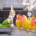 Bird Toys - 9 Piece Parrot Swing Set & Cage Accessories | Wooden Platforms for Budgies Finches & Nymphensittiche - Buy Online on SooperMarket.com