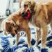 Shop Kong Ring for Small/Medium Dogs - Durable & Fun Chew Toy | International Shipping - Buy Online on SooperMarket.com