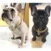 Gold Link Chain Necklace for Small Dogs - 27cm - Lightweight Bling for Chihuahua, Yorkie & Mini Breeds - Cute Pet Jewelry (Gold) - Buy Online on SooperMarket.com