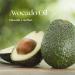 Buy Phytofuse Renew Avocado Hand Cream - Nourishing & Hydrating Formula | International Shipping Available - Buy Online on SooperMarket.com