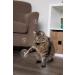 SmartyKat Catnip Mist & Bubbles for Cats - Engaging Play Stimulant | 0.6 oz - Buy Online on SooperMarket.com
