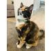 Animal Outfitters UK Purrfect Pastel Collection Cat Collar | Mint Silver Bell | Adjustable Breakaway Kitten Collar - Buy Online on SooperMarket.com