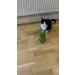 Catomwise Eco Cat Grass Kit x 2 | Organic Cat Grass Kit with PLA Bowls | Ideal for Indoor and Outdoor Cats - Buy Online on SooperMarket.com