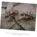 POPETPOP 2pcs Pet Water Feeder Pet Stuff Pet Water Bowl Ant Villa Ants Drinking Tool Small Water Cup - Buy Online on SooperMarket.com