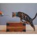 CAT SCHOOL Clicker Training Kit - 1 Cat Training Clicker 1 Target Stick 1 Step-by-Step Instruction Booklet - Clicker Tools for Cat Training Fist Bump Training Positive Behavior - Buy Online on SooperMarket.com