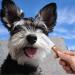 Professional Dog Trimmeters for Schnauzers & Terriers | Fur Care Tool with Wooden Handle - Perfect for Pet Grooming & Racing Dogs - Buy Online on SooperMarket.com