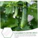Milisten 15 Pcs Vegetable Shaping Mold Watermelon Forming Machine - Buy Online on SooperMarket.com