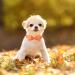 Buy Aring Pet Autumn Dog Hales Band - Adjustable Yellow Cotton Dog Collar with Bow & Autumn Leaves Design - Medium Size - Buy Online on SooperMarket.com