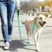 Buy Tagme Personalized Reflective Dog Collar for Medium Dogs - Embroidered Nylon with Pet Name & Phone Number - Turquoise - Buy Online on SooperMarket.com