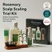 AROMATICA Rosemary Scalp Scaling Trial Kit with Mini Wooden Hair Brush - Clearer, Dandruff-Free Hair - Plant-Based Vegan Shampoo - 3.38 fl. oz Shampoo + 1.01 fl. oz Root Enhancer & Scalp Scrub - Buy Online on SooperMarket.com