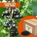 Organic USA Zante Currants - Dried Seedless Grapes 10 lbs. - Sweet & Tangy Superfood Snack by Presto Sales LLC - Buy Online on SooperMarket.com