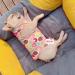 GZXYUAN Cat Professional Recovery Suit Surgical Recovery Shirt Cat Recovery Suit Pet Clothes for Cats and Dogs(M) - Buy Online on SooperMarket.com