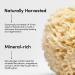 LATHER Natural Sea Wool Sponge - Large Bath and Shower Loofah for Self Care and Body Wash - Buy Online on SooperMarket.com
