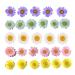 50pcs Natural Dried Daisy Flower Vacuum Packaging Pressed Flower for House Decoration Jewelry Making Phone case Decoration (5 Colors)