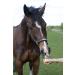 Buy Fresh Horseradish - 2nd Class for Horses (500g) | International Shipping Available - Buy Online on SooperMarket.com