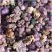 Gemstones and Crystals 50g-300g Natural Purple and Green Crystal Grape Agate Point Specimen Home Decoration FUZEGRDLI (Color : Grape Agate Size : 50g) 50g Grape Agate - Buy Online on SooperMarket.com