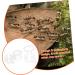 BELLIFFY 2pcs Ant Water Feeder Transparent Ant Water Feeding Bowl Ant Drinking Tool Mini Ant Feeder Acrylic - Buy Online on SooperMarket.com