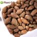 Malva Nut 125G - Fat Dried Sterculia Lychnophora | Premium Pangdahai Chinese Health Tea | International Shipping - Buy Online on SooperMarket.com