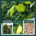 Soeos Fine Ground White Pepper 18oz - Non-GMO, Kosher Verified, Freshly Packed | Fine Grain White Pepper Powder - 1.13lb - Buy Online on SooperMarket.com