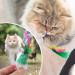ueslwser 20 Pcs Mice & AnimalToys Colorful Feather Interactive Cat Interactive Mouse Catnip Toys Assorted Randomly Colors for Cats and Kitten Indoor Play Cat Mice Toys Pack Interactive Catch Play - Buy Online on SooperMarket.com