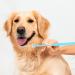 2 Pieces Soft Silicone 360-Degree Dog Toothbrush Set | Dental Care for Pets & Cats | Oral Hygiene Deep Cleaning - Buy Online on SooperMarket.com