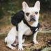 OneTigris Eureka Dog Backpack for Small Dogs - Lightweight Black XS with Poop Bag Dispenser | Ideal for Daily Hiking - International Shipping Available - Buy Online on SooperMarket.com
