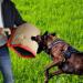 Dog Bite Sleeve Dog Bite Training Equipment Protection Arm Biting Tugging Toy Dog Supplies - Buy Online on SooperMarket.com