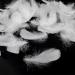 Coceca 500pcs White Feathers - Ideal for DIY Craft, Wedding & Party Decor - Buy Online on SooperMarket.com