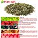 Plant Gift Strawberry Green Tea Oganic Fruit Herbal Tea All Natural Flavors Loose Leaf Apple Strawberry Orange Peel Grapes Peppermint Non GMO Vegan Tea Bags Into Iced Tea & Hot Tea 70G/2.5oz - Buy Online on SooperMarket.com