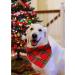 Buy Lionheart Glory Washable Soft Cotton Christmas Dog Neck Towel | Adjustable Checkered Kerchief for Small Dogs - Red-Green (1 Pack) - Buy Online on SooperMarket.com
