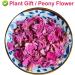Plant Gift 100% Natural Herbaceous Peony Tea 30g Pink Peony Bud Flower Tea Healthy Dried Flowers for Soap Making Supplies Also for All Kinds of Flower Crafts - Buy Online on SooperMarket.com