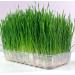 Certified USA Hard Red Wheatgrass Seeds by PowerGrow - 5 Pounds - Buy Online on SooperMarket.com