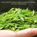 Spring Green Tea Chinese Maojian Tea Strong Fragrant Jasmine Green Tea for Spring Summer Green Tea Clear Flavor Slightly Curled Tea Leaves Natural Chinese Tea for Morning Afternoon Free Time lo - Buy Online on SooperMarket.com