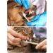 Eco-Friendly Dog Toothbrushes with Faecal Bag Holder - Biodegradable Double-Sided Pet Toothbrushes for Dogs & Cats - Small & Large Head - 1 Pack - Buy Online on SooperMarket.com