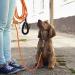 Orange 30M Nylon Reflective Dog Training Lead with Comfortable Handle - Ideal for Recall Training, Hiking, Camping, Walking - 100FT Long Line - Buy Online on SooperMarket.com