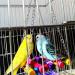 Anteer 12 Pack Bird Parrot Swing Chewing Toys - Hanging Bell Cage Toys for Small Parakeets, Cockatiel, Conures, Finches, Budgie, Macaws, Parrots, Love Birds - Buy Online on SooperMarket.com