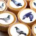 24 edible pigeons birds british wildlife kids childrens party decorations Iced/Icing Cupcake Topper Edible Fairy Cake Bun Toppers Round