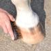 Animalon Hoof Brush for Horses | Premium Hard Natural Bristles | Essential Hoof Care Tool | Durable Small Root Brush for Cleaning & Grooming - Buy Online on SooperMarket.com
