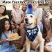 Sunallwell Dog Birthday Bandana & Party Hat Set | Cute Puppy Outfit & Decoration - Buy Online on SooperMarket.com