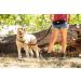 One Trail Hands Free Dog Lead | Durable Bungee Leash With No-Bounce Pack (Large Dog Black) Large Dog Black - Buy Online on SooperMarket.com