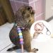 SHMLY 2-Piece Adjustable Leash & Harness for Lizards Hamsters Guinea Pigs & Small Pets - Blue & Pink - Buy Online on SooperMarket.com
