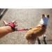 EzyDog Hands-Free Dog Leash - Black | Convenient and Comfortable - Buy Online on SooperMarket.com