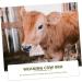 Buy Milk Hood for Cattle - Durable Plastic Cow Breast Protector & Weaner | Outdoor Farm Supplies - Buy Online on SooperMarket.com