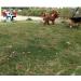 Dog Stake Metal Pet Stake Spiral Tie-Out Pet Supply Tether Dog Leash Anchor Stakes with Spiral Shape Suitable for Outdoor Yard and Camping Small Medium and Large Pets Stake-Out Spike Dog tie out - Buy Online on SooperMarket.com
