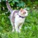EXPAWLORER Breakaway Cat Collar 2 Pack with Bow tie and Bell - Cute Kitten Safety Collars - Plaid Dinosaur Universe Pattern Purple - Buy Online on SooperMarket.com