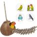 Niteangel Natural Bird Nests Coconut Hideaway with Ladder Bird and Small Animal Toy (House with Ladder Natural Surface) House with Ladder Natural Surface - Buy Online on SooperMarket.com
